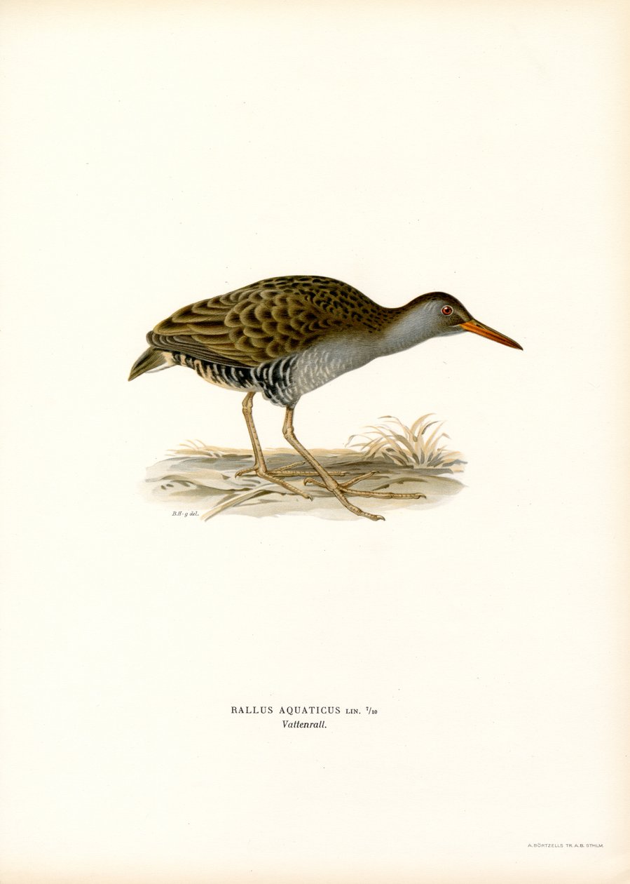 Barra de água (cor litho) de Magnus Ferdinand and Wilhelm von Wright