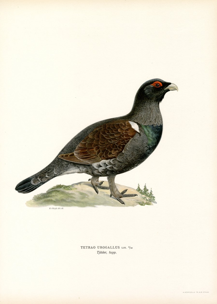 Western Capercaillie (lito a cores) de Magnus Ferdinand and Wilhelm von Wright