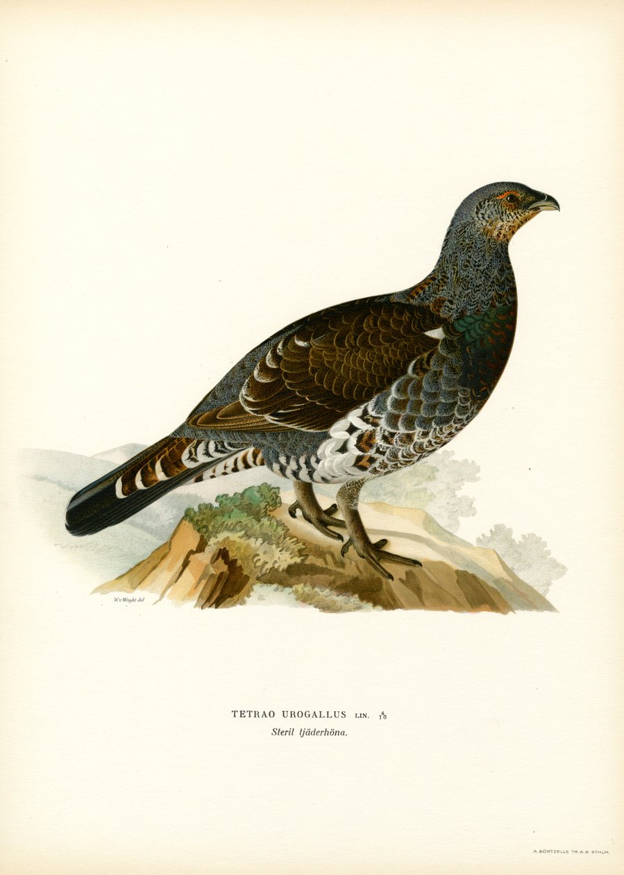 Capercaillie ocidental (cor litho) de Magnus Ferdinand and Wilhelm von Wright
