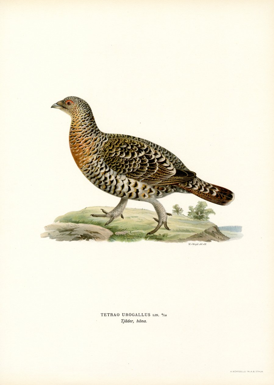 Western Capercaillie (lito a cores) de Magnus Ferdinand and Wilhelm von Wright
