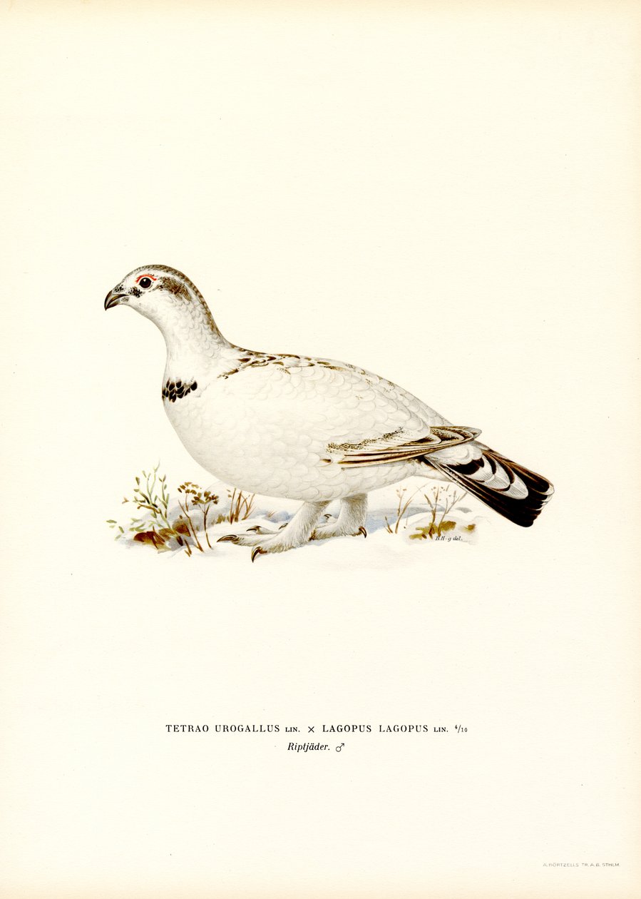 Western Capercaillie x Willow Ptarmigan (lito colorido) de Magnus Ferdinand and Wilhelm von Wright