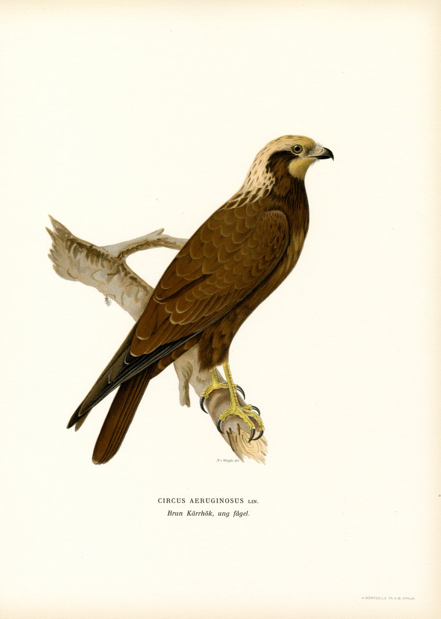 Western Marsh Harrier (lito colorido) de Magnus Ferdinand and Wilhelm von Wright
