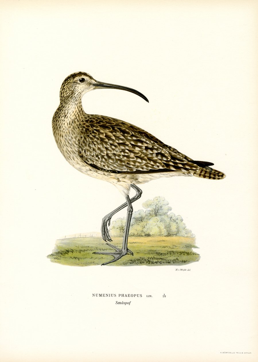 Whimbrel (lito colorido) de Magnus Ferdinand and Wilhelm von Wright