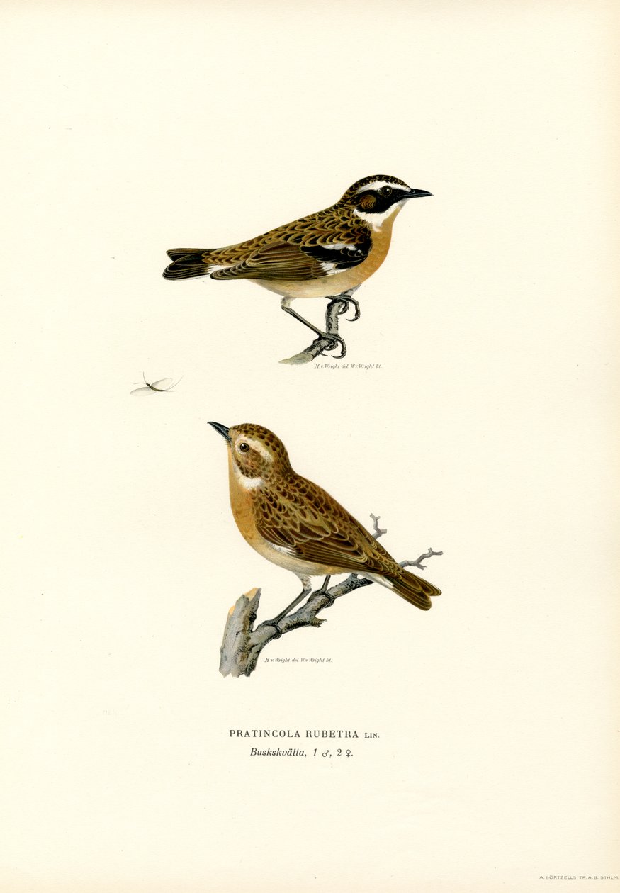 Whinchat (lito colorido) de Magnus Ferdinand and Wilhelm von Wright