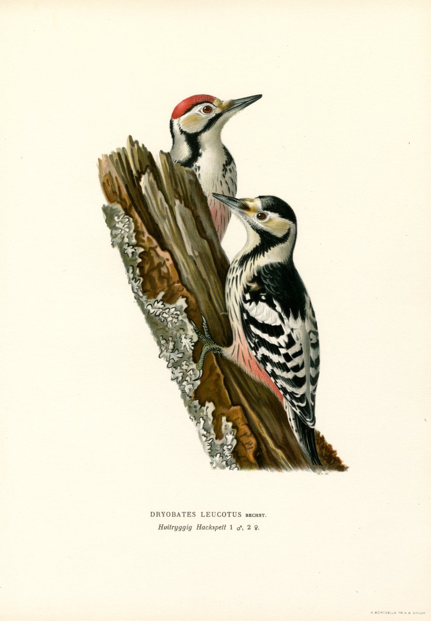 Pica-pau de costas brancas (cor litho) de Magnus Ferdinand and Wilhelm von Wright