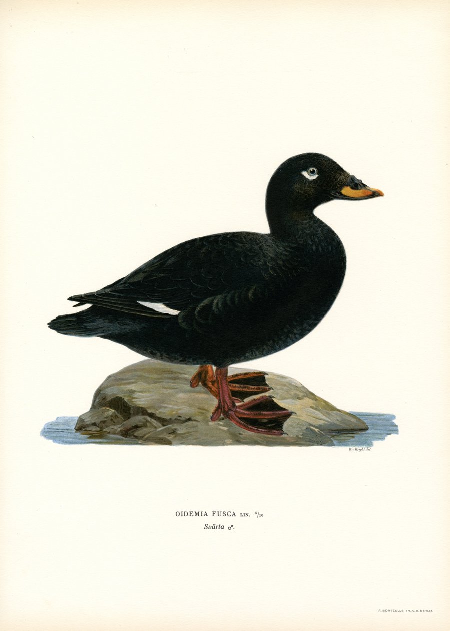 Scoter de asas brancas (lito colorido) de Magnus Ferdinand and Wilhelm von Wright