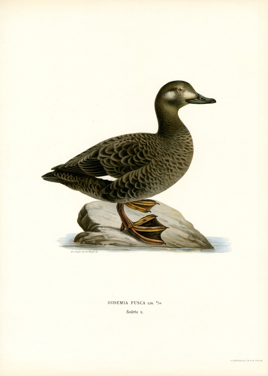 Scoter de asas brancas (lito colorido) de Magnus Ferdinand and Wilhelm von Wright