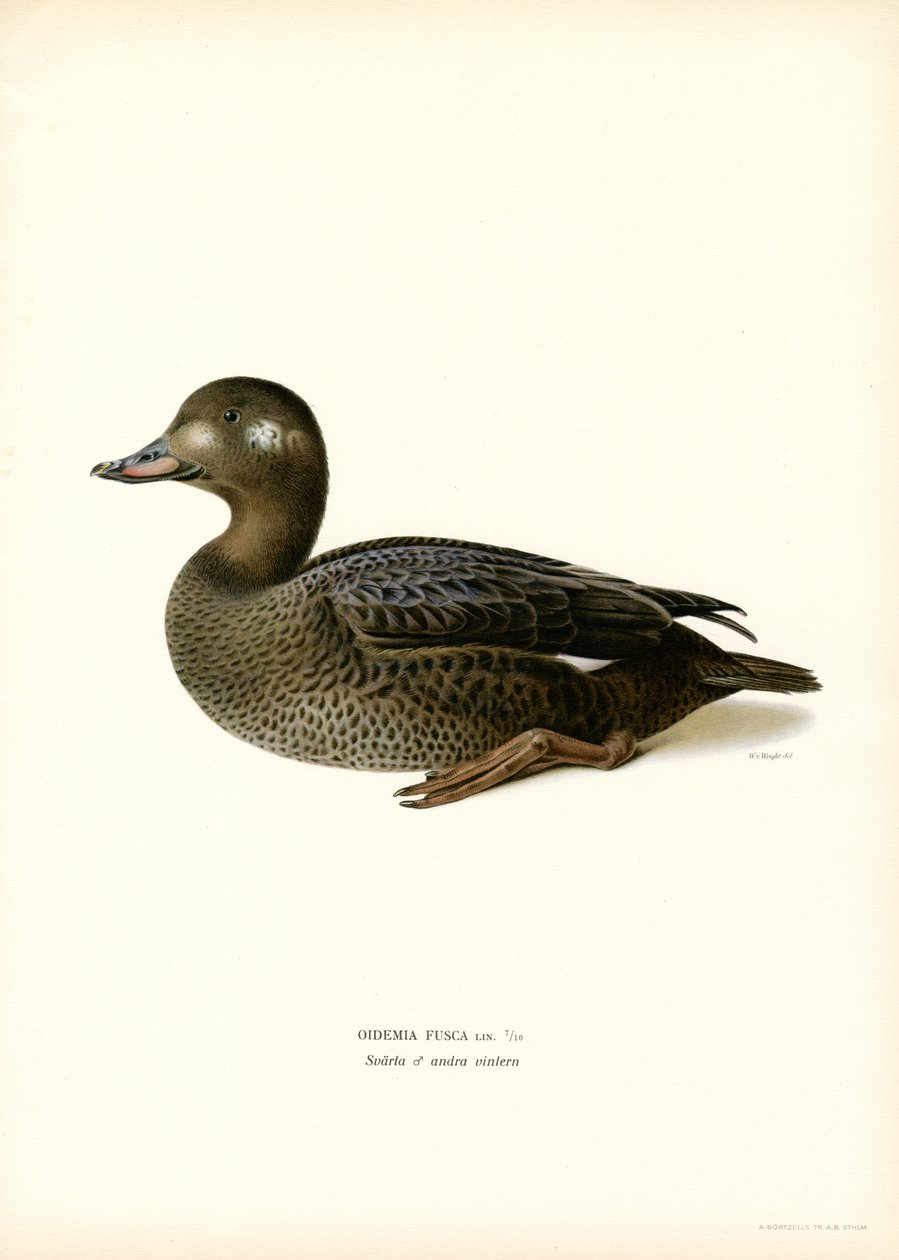 Scoter de asa branca (cor litho) de Magnus Ferdinand and Wilhelm von Wright