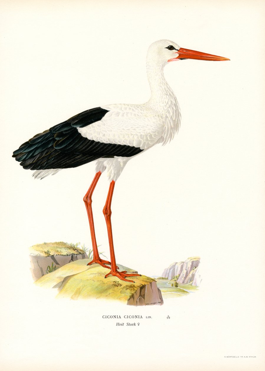 Cegonha branca (cor litho) de Magnus Ferdinand and Wilhelm von Wright