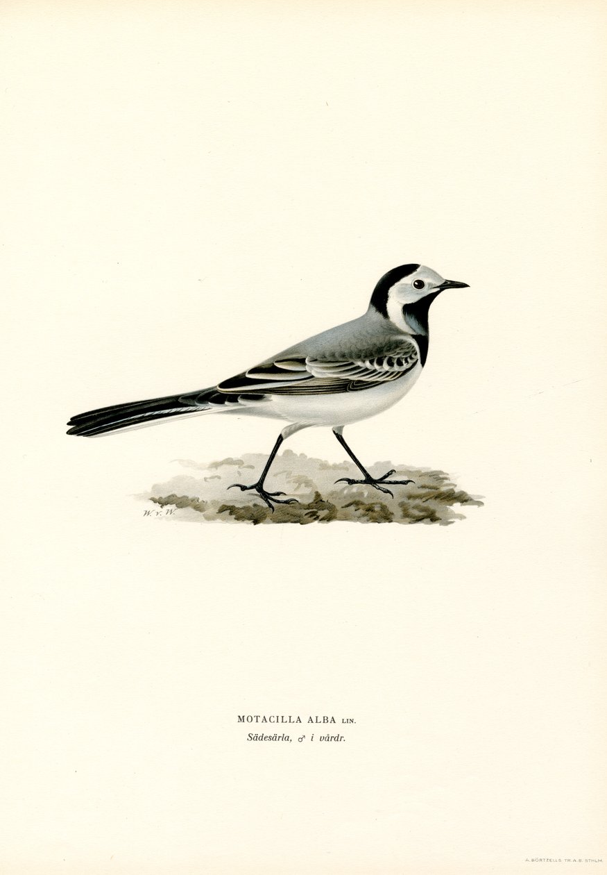 Branco Wagtail (cor litho) de Magnus Ferdinand and Wilhelm von Wright