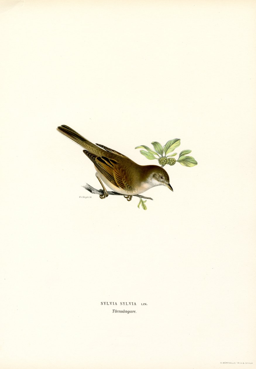 Whitethroat (lito colorido) de Magnus Ferdinand and Wilhelm von Wright