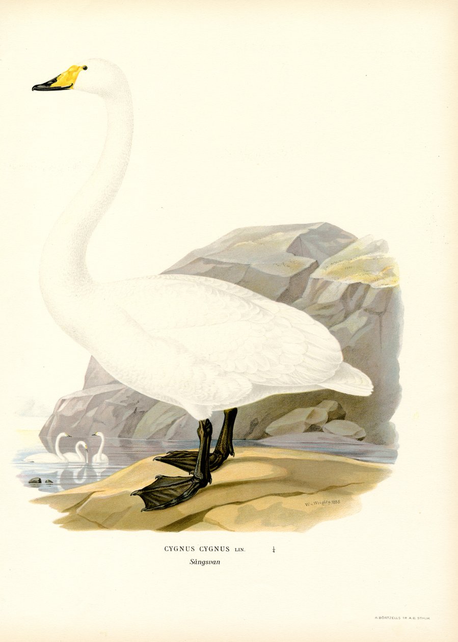 Whooper Swan (partes coloridas) de Magnus Ferdinand and Wilhelm von Wright