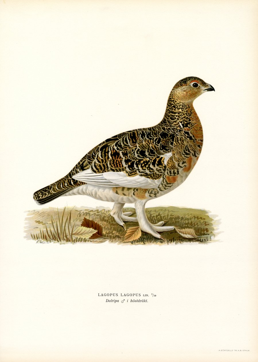 Willow Ptarmigan (lito colorido) de Magnus Ferdinand and Wilhelm von Wright