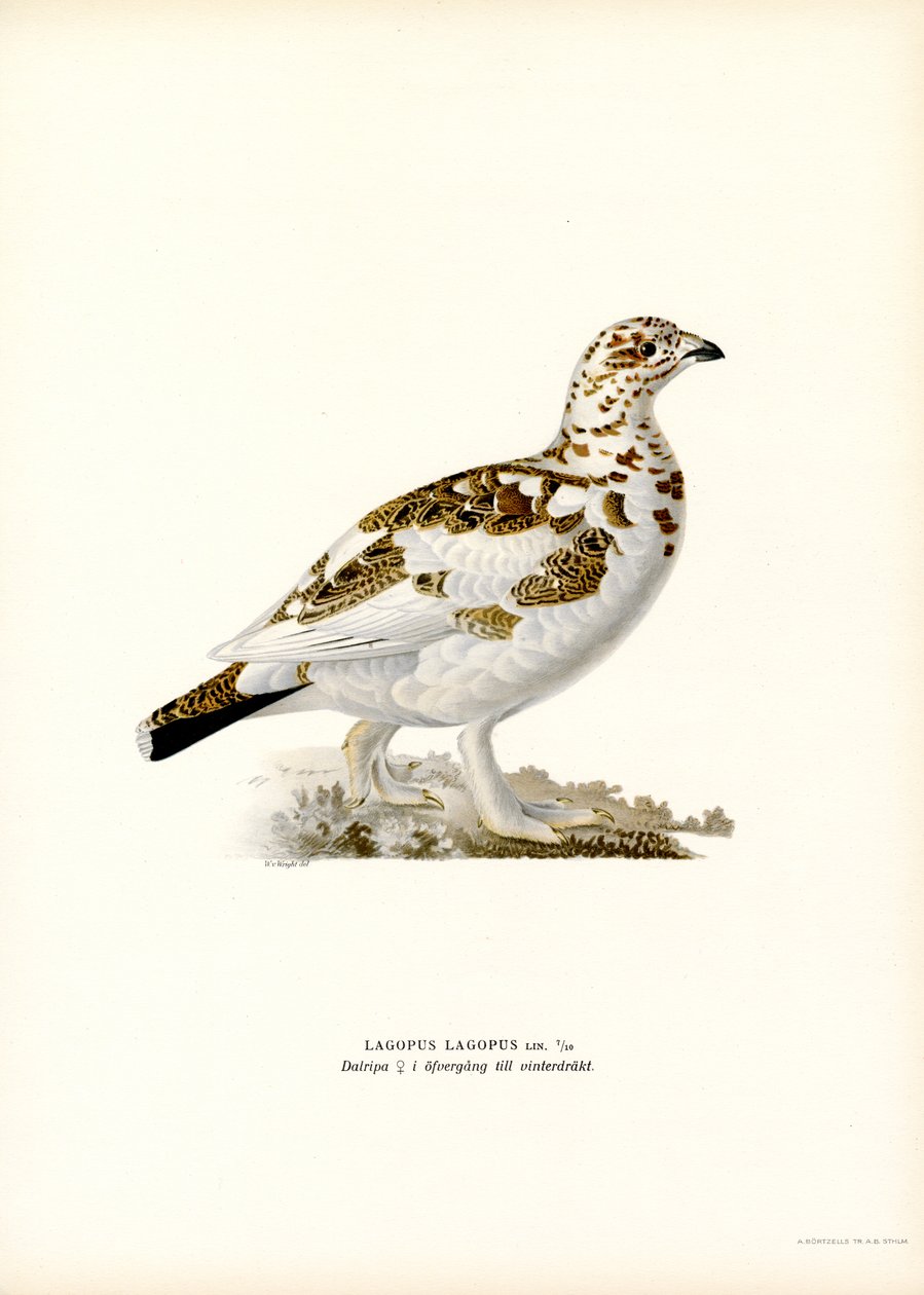 Willow Ptarmigan (cor litho) de Magnus Ferdinand and Wilhelm von Wright