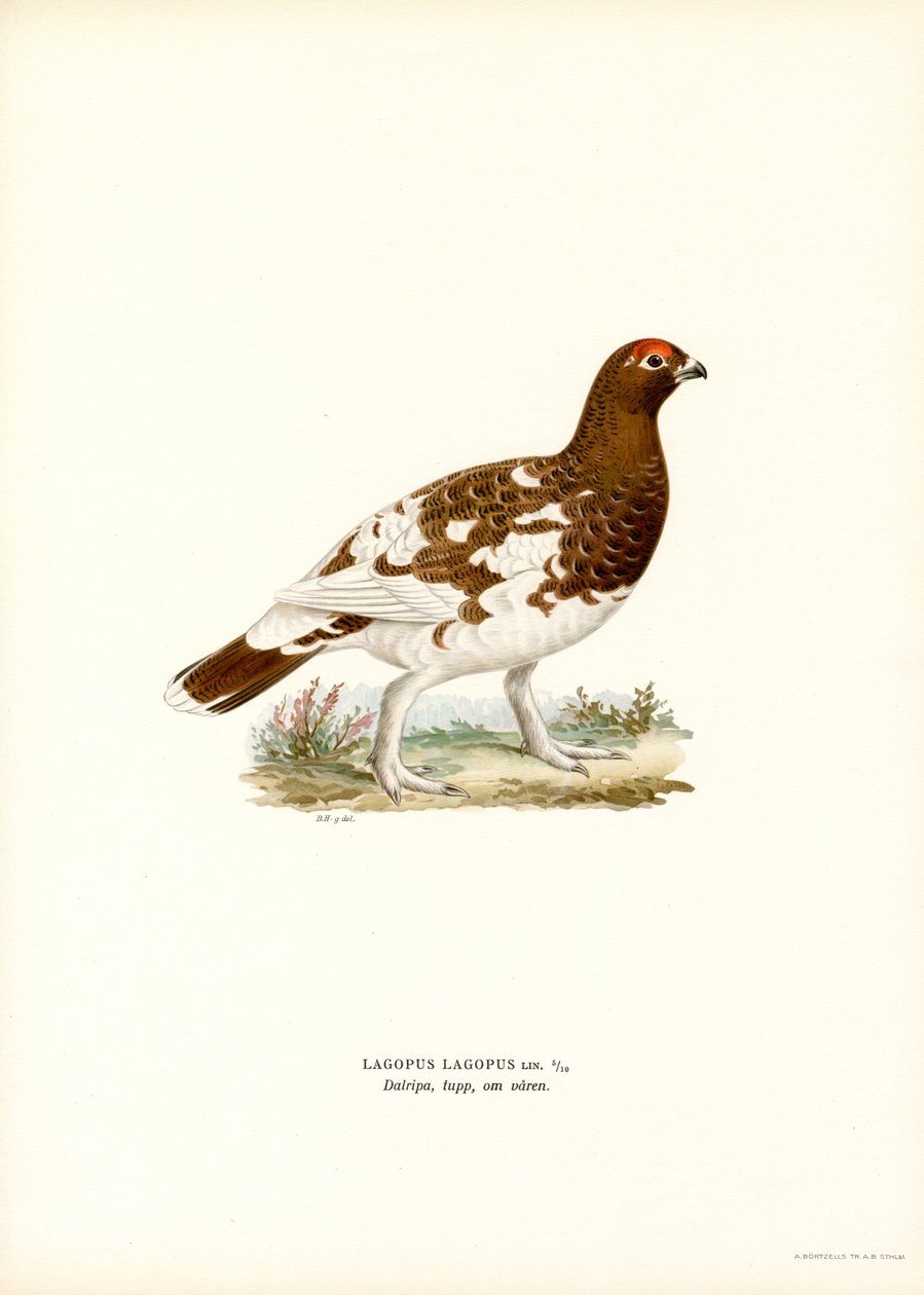 Willow Ptarmigan (cor litho) de Magnus Ferdinand and Wilhelm von Wright