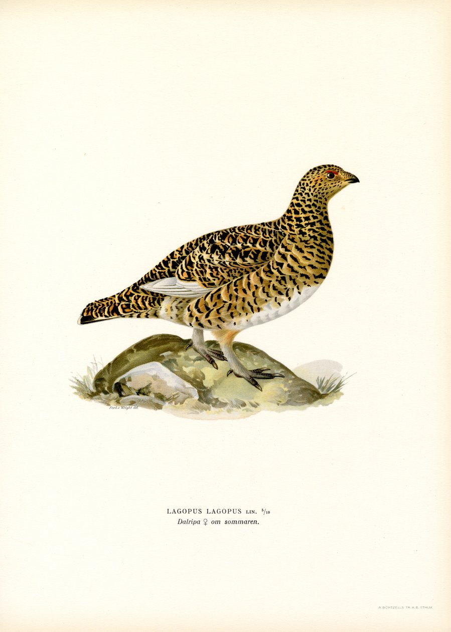 Willow Ptarmigan (cor litho) de Magnus Ferdinand and Wilhelm von Wright