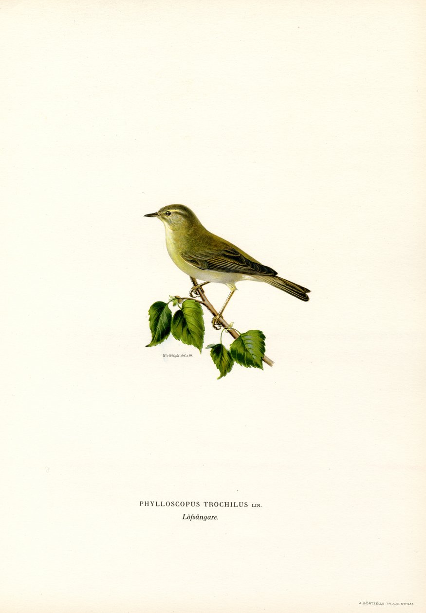 Willow Warbler (cor litho) de Magnus Ferdinand and Wilhelm von Wright