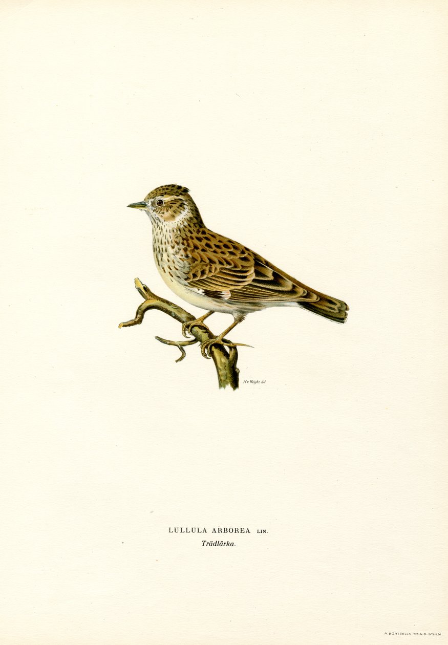 Wood Lark (lito colorido) de Magnus Ferdinand and Wilhelm von Wright