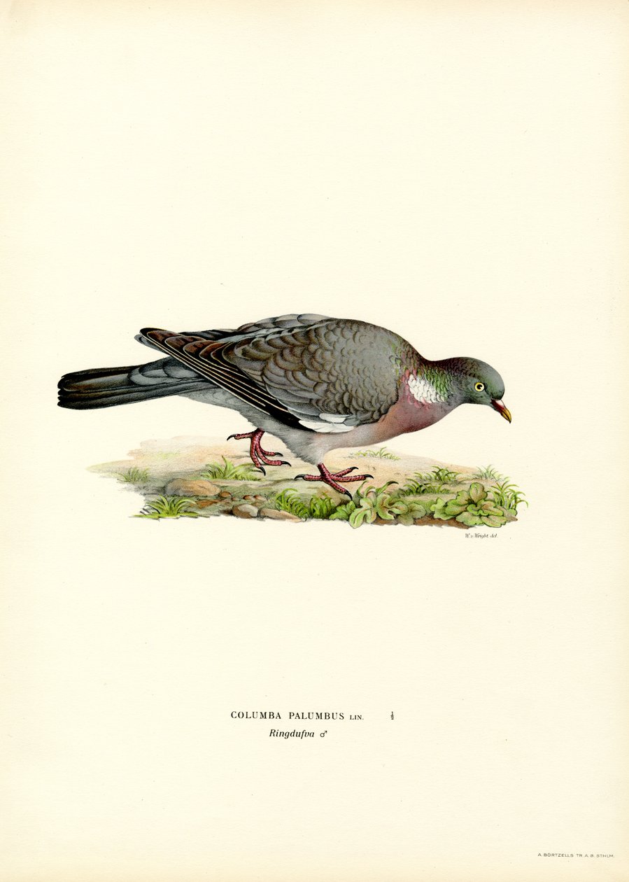Pombo torcaz (lito a cores) de Magnus Ferdinand and Wilhelm von Wright