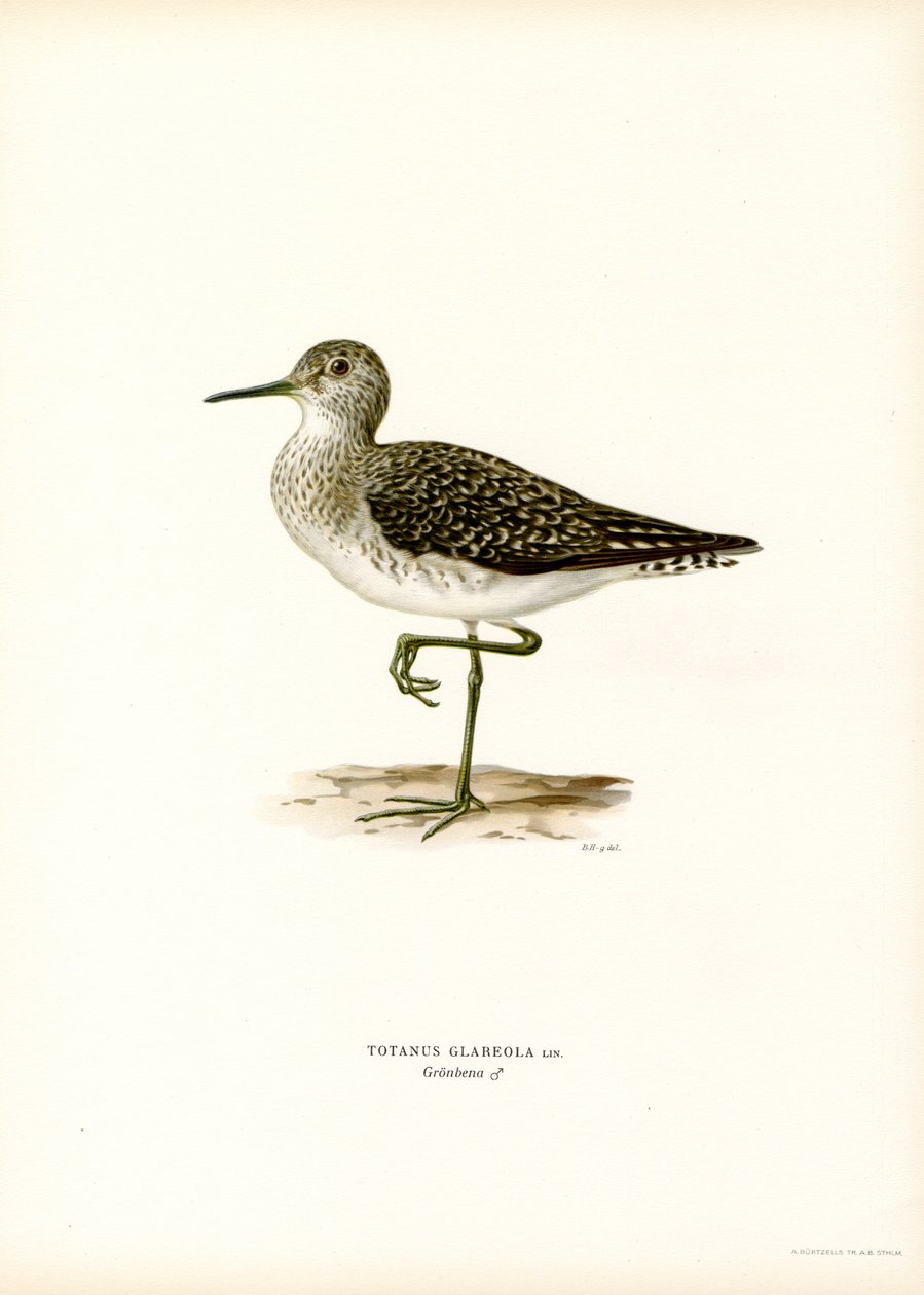Maçarico de madeira (cor litho) de Magnus Ferdinand and Wilhelm von Wright