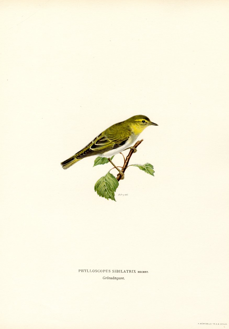 Toutinegra de madeira (lito colorido) de Magnus Ferdinand and Wilhelm von Wright