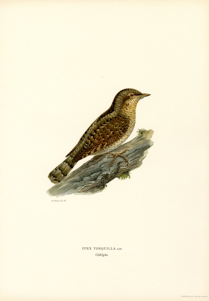 Wryneck (lito colorido) de Magnus Ferdinand and Wilhelm von Wright