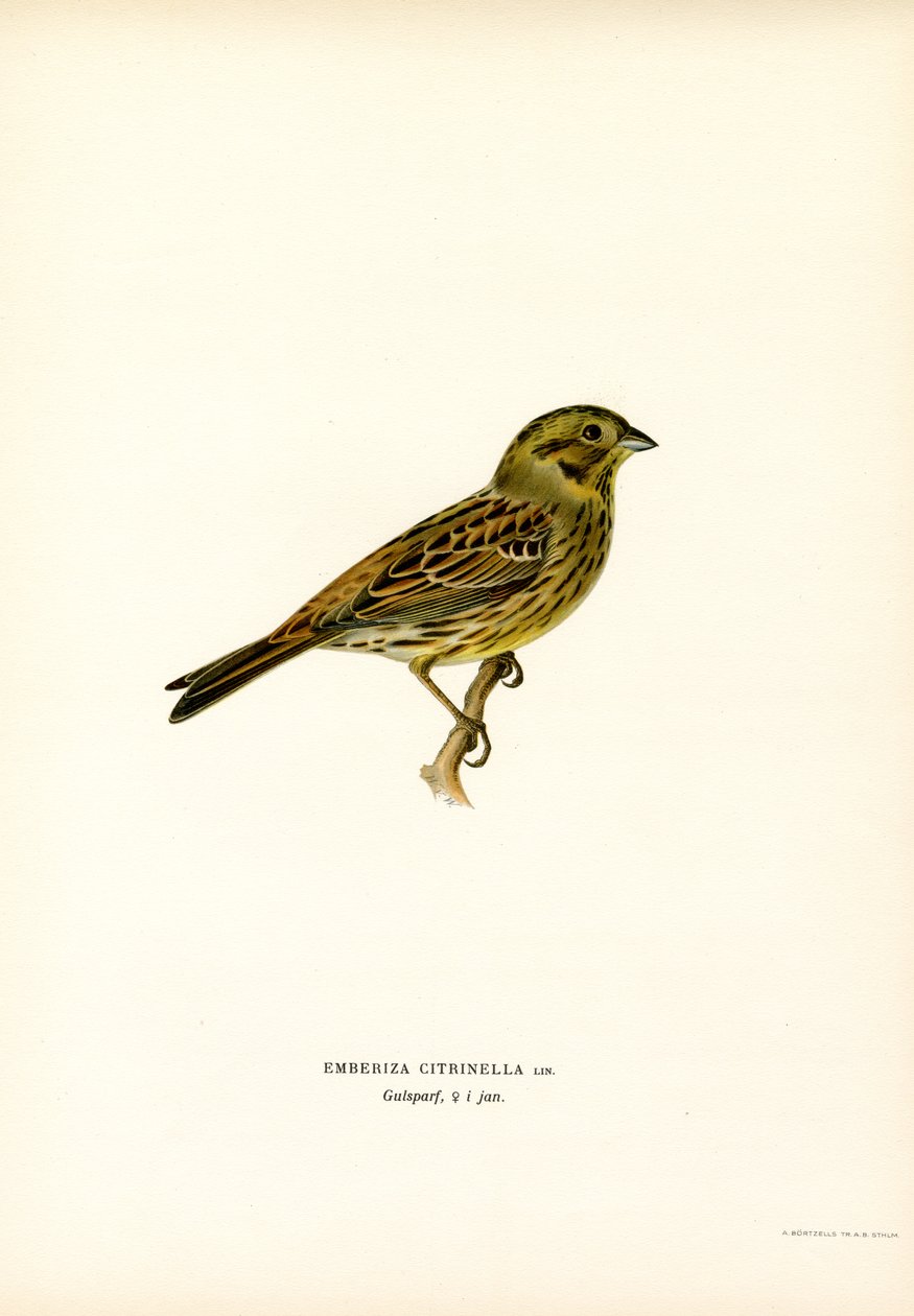 Coelhão amarelo (cor litho) de Magnus Ferdinand and Wilhelm von Wright