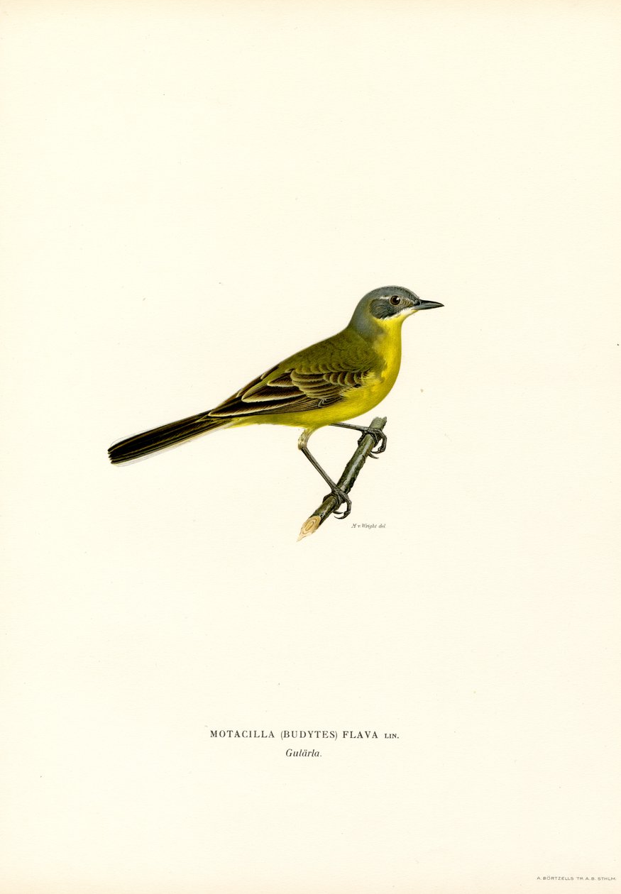 Rabo de Abotoar Amarelo (cor litho) de Magnus Ferdinand and Wilhelm von Wright