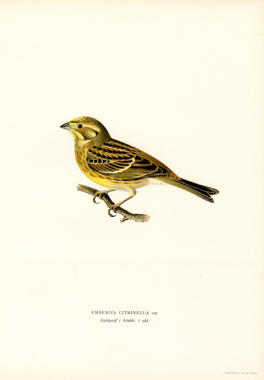 Yellowhammer (Emberiza citrinella) (lito colorido) de Magnus Ferdinand and Wilhelm von Wright