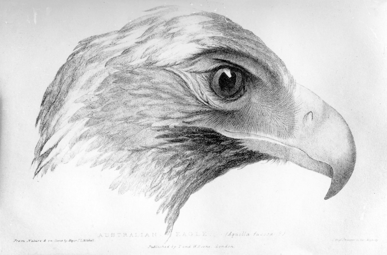 Australian Eagle, ilustração de "Três Expedições no Interior da Austrália Oriental" pelo Major TL Mitchell, publicado em 1828 de Major Thomas Mitchell