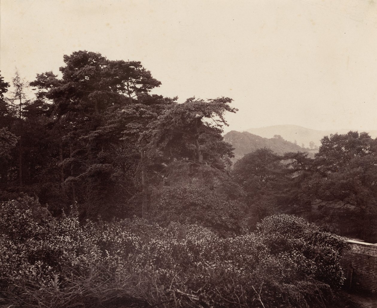 Estudo de folhagem,c. 1863 (foto) de Major Francis Gresley