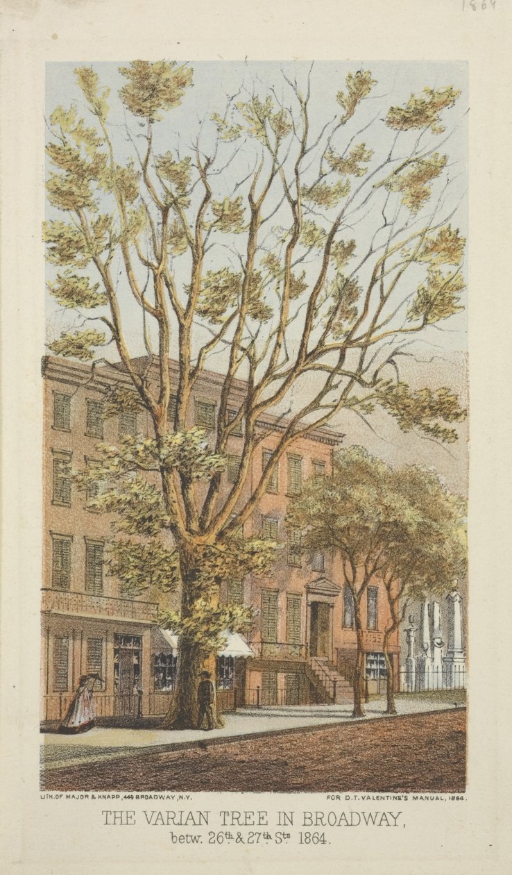 A árvore Varian na Broadway, entre as ruas 26 e 27, 1864 de Major and Knapp