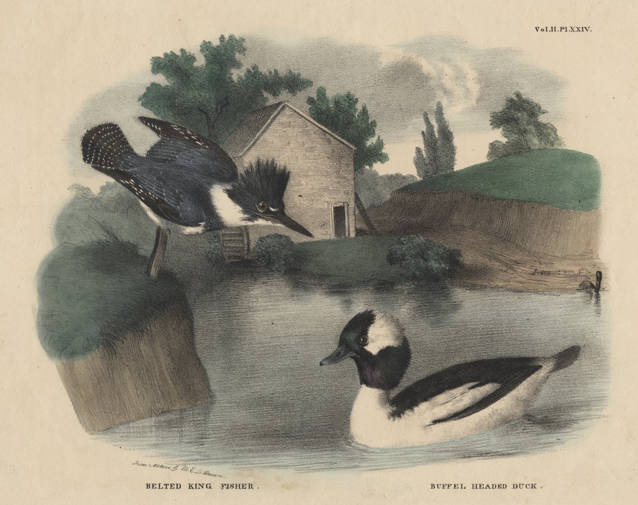 King Fisher e Pato de Cabeça Descalça, de &39;The Cabinet of Natural History and American Rural Sports&39; por J. und T. Doughty, 1832 de Mannevillette Elihu Dearing Brown