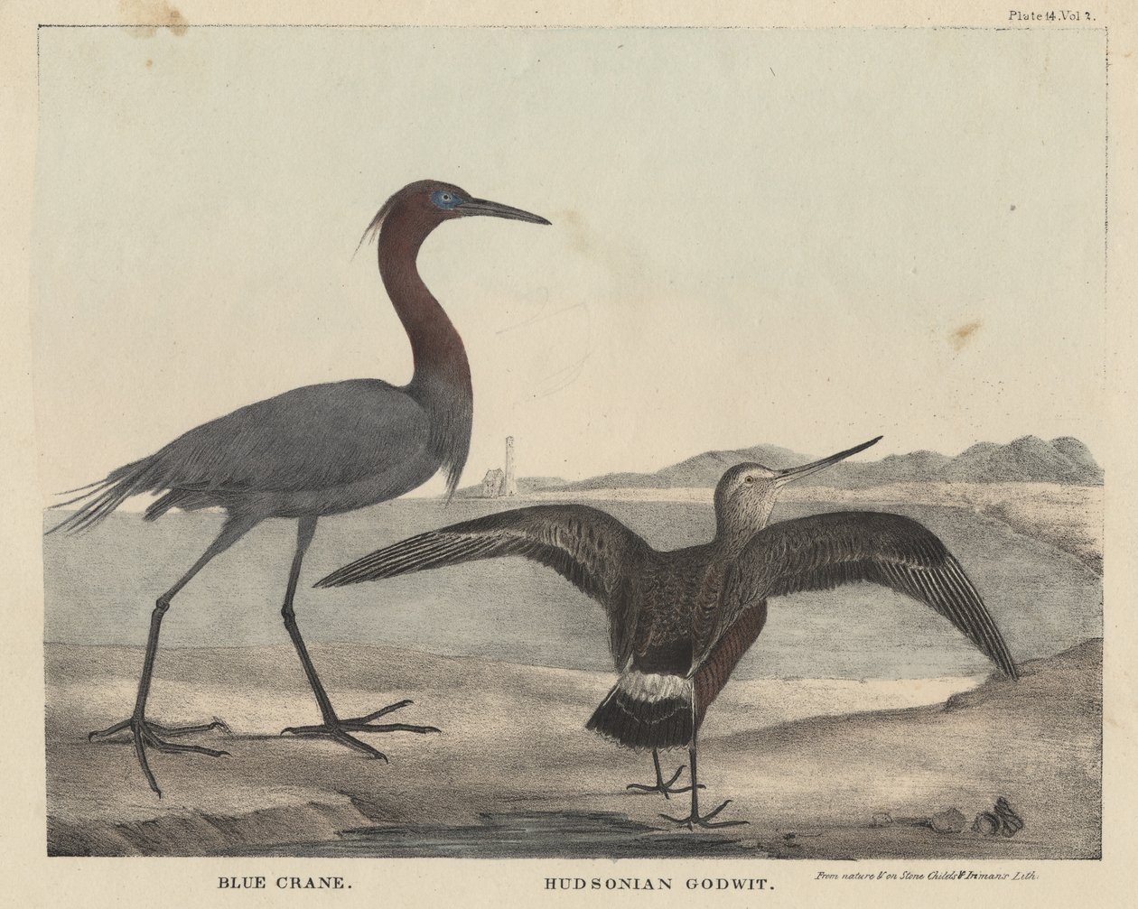 Blue Crane, Hudsonian Godwit, litho de Childs und Inman, de &39;O Gabinete de História Natural e American Rural Sports&39; por J. und T. Doughty, 1832 de Mannevillette Elihu Dearing Brown