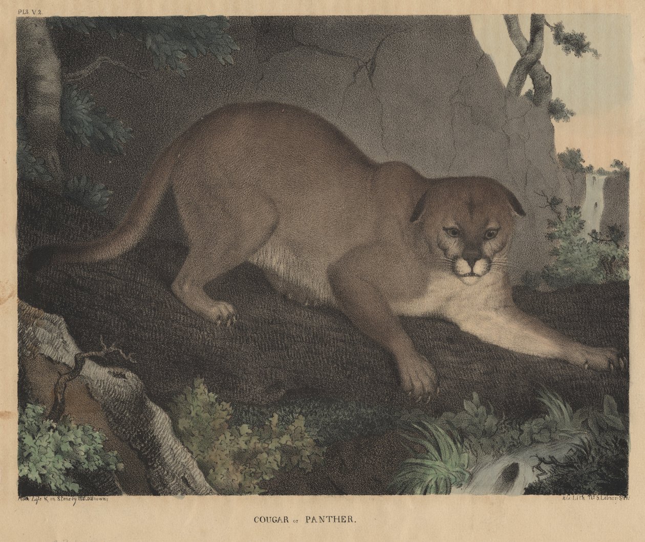 Puma ou Pantera, de "Do Gabinete de História Natural e Esportes Rurais Americanos", de JT Doughty, 1832 de Mannevillette Elihu Dearing Brown
