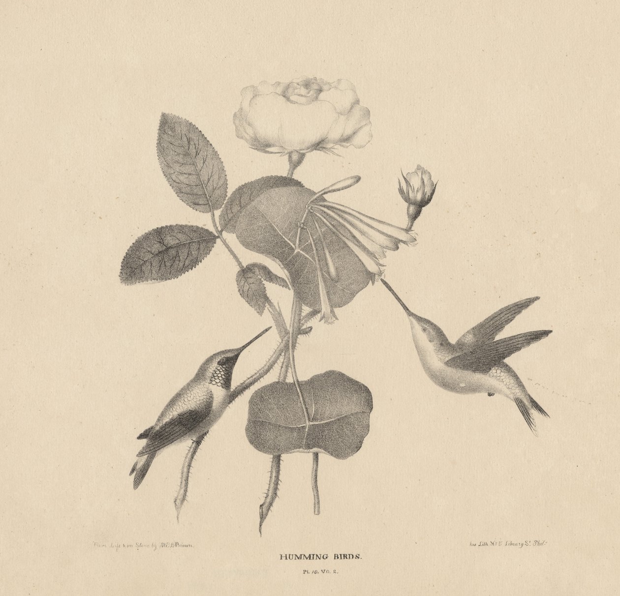 Beija-flores, de &39;Life on Stone&39;, 1832 de Mannevillette Elihu Dearing Brown