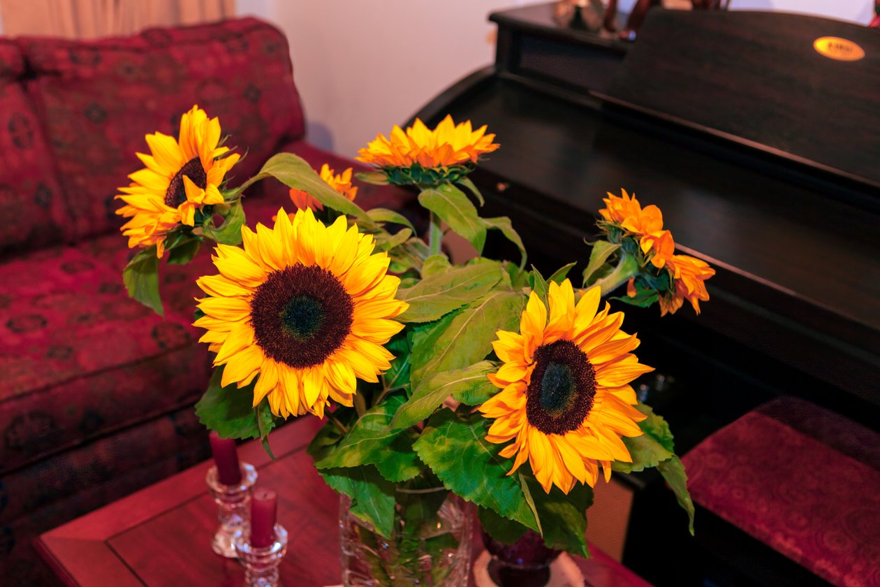 Girassóis amarelos brilhantes, ou Helianthus annuus, da Cordilheira dos Andes, na Colômbia, decoram uma casa na cidade de Bogotá de Mano Chandra Dhas