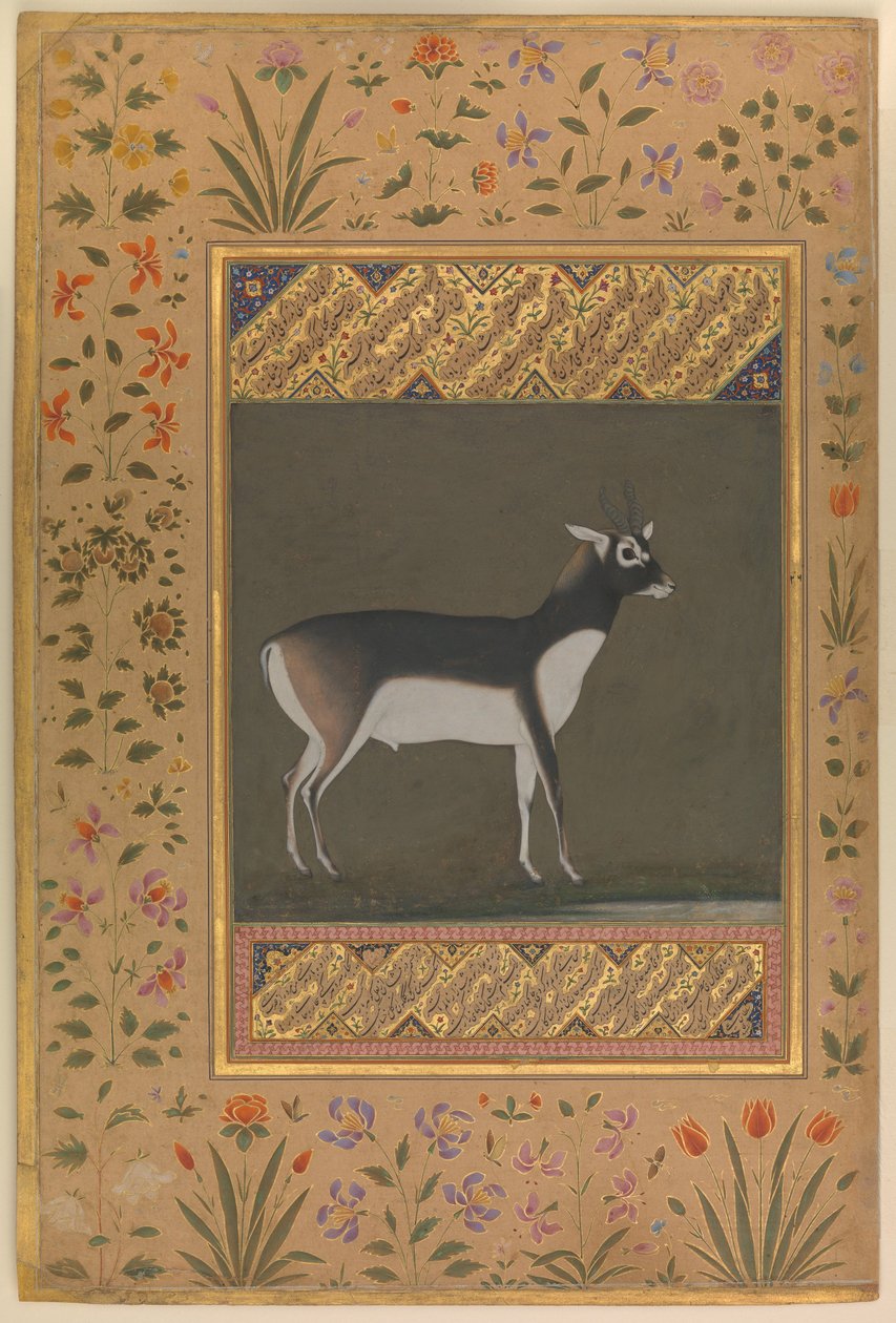 Black Buck, Folio do Álbum de Shah Jahan, c.1615-20 de   Manohar