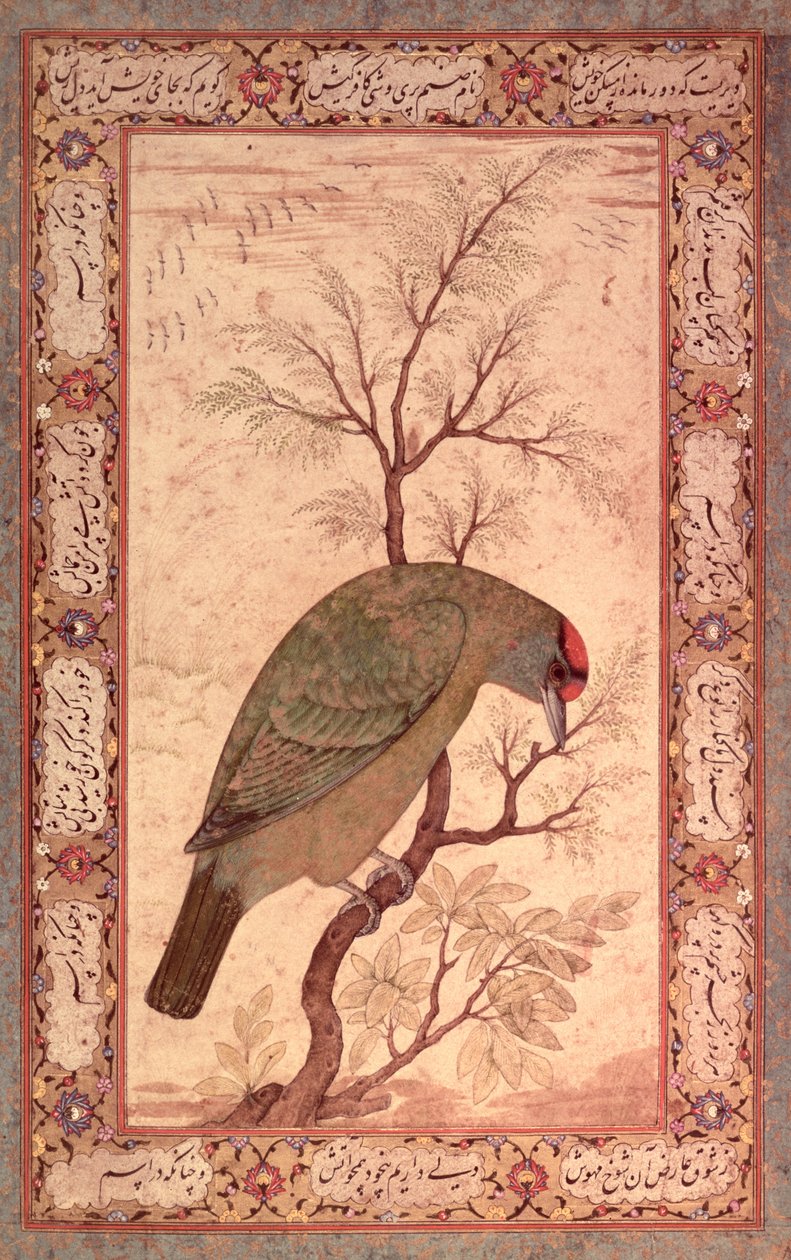 Um Barbet (pássaro de garganta azul do Himalaia) Jahangir período, Mughal, 1615 de Mansur