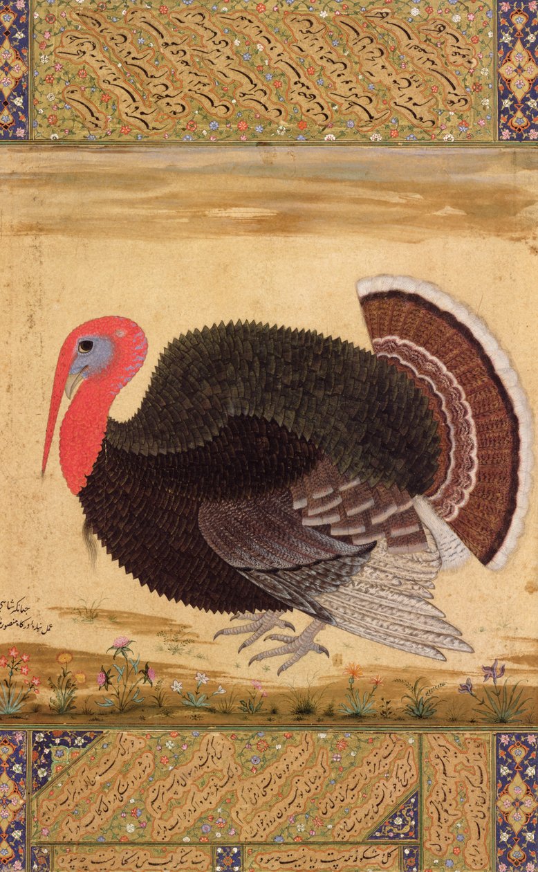 Um peru, trazido para Jahangir de Goa em 1612, do álbum Wantage, Mughal, c.1612 de Mansur
