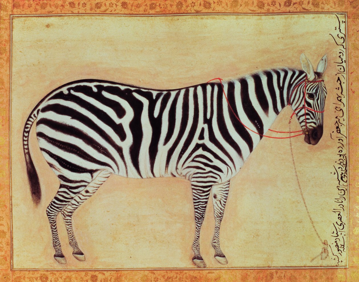 Zebra, do Álbum Minto, Mughal, 1621, de Mansur