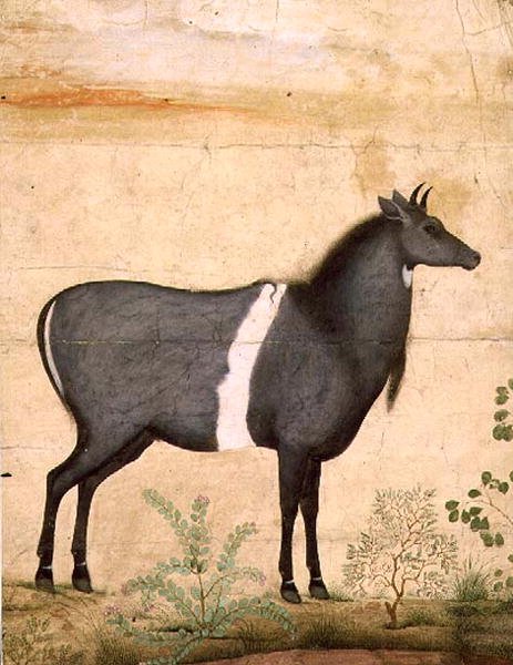 PD.78-1948 Nilgai (vaca azul) Escola Mughal, início do século XVII (guache) de Mansur (attr. to)