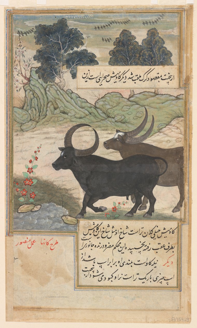 Dois touros azuis e dois veados, de um Baburnama, c.1589 (aguarela, tinta, ouro sobre papel) de Mansur (fl.c.1590 1630)