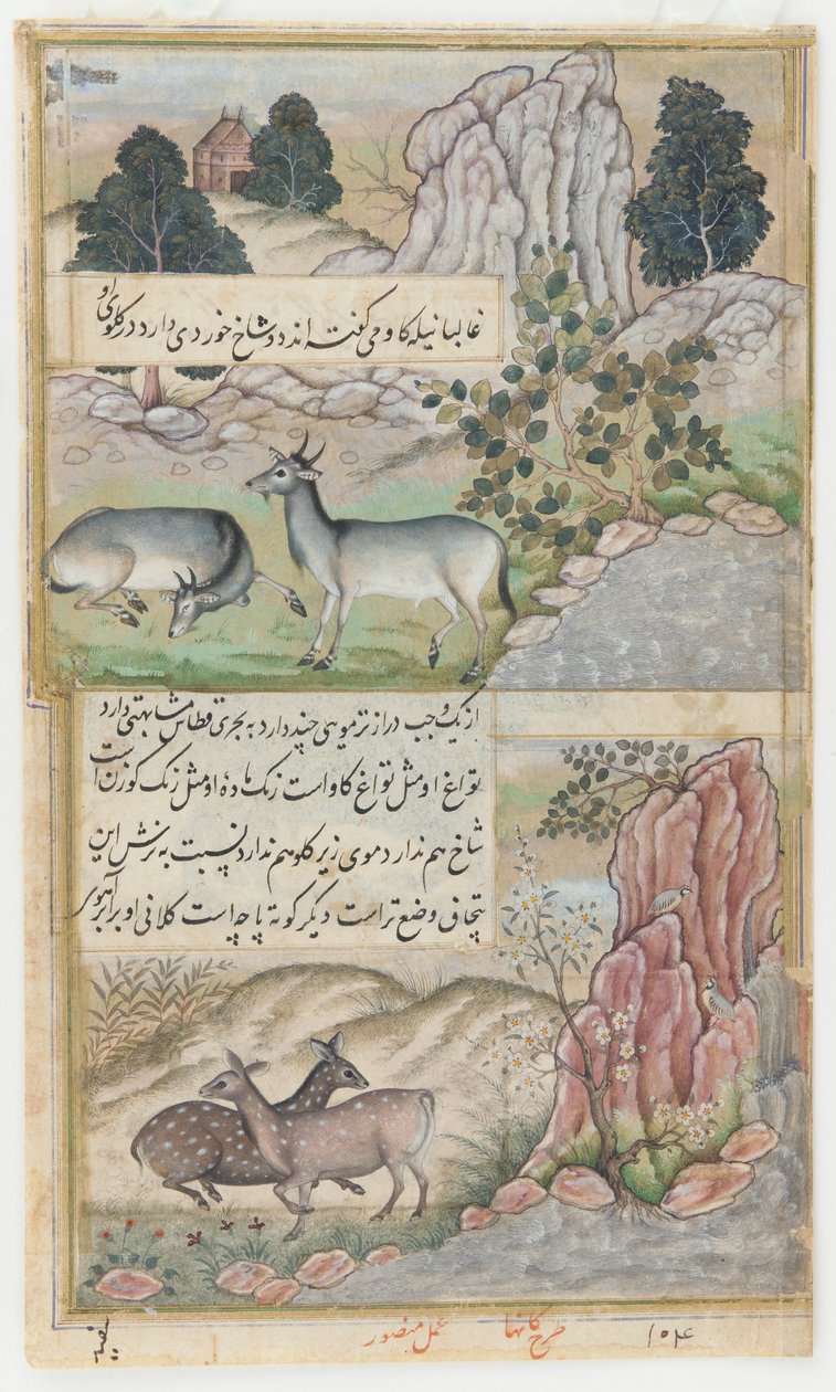 Dois búfalos selvagens, c.1589 (aguarela, tinta, ouro sobre papel) de Mansur (fl.c.1590 1630)