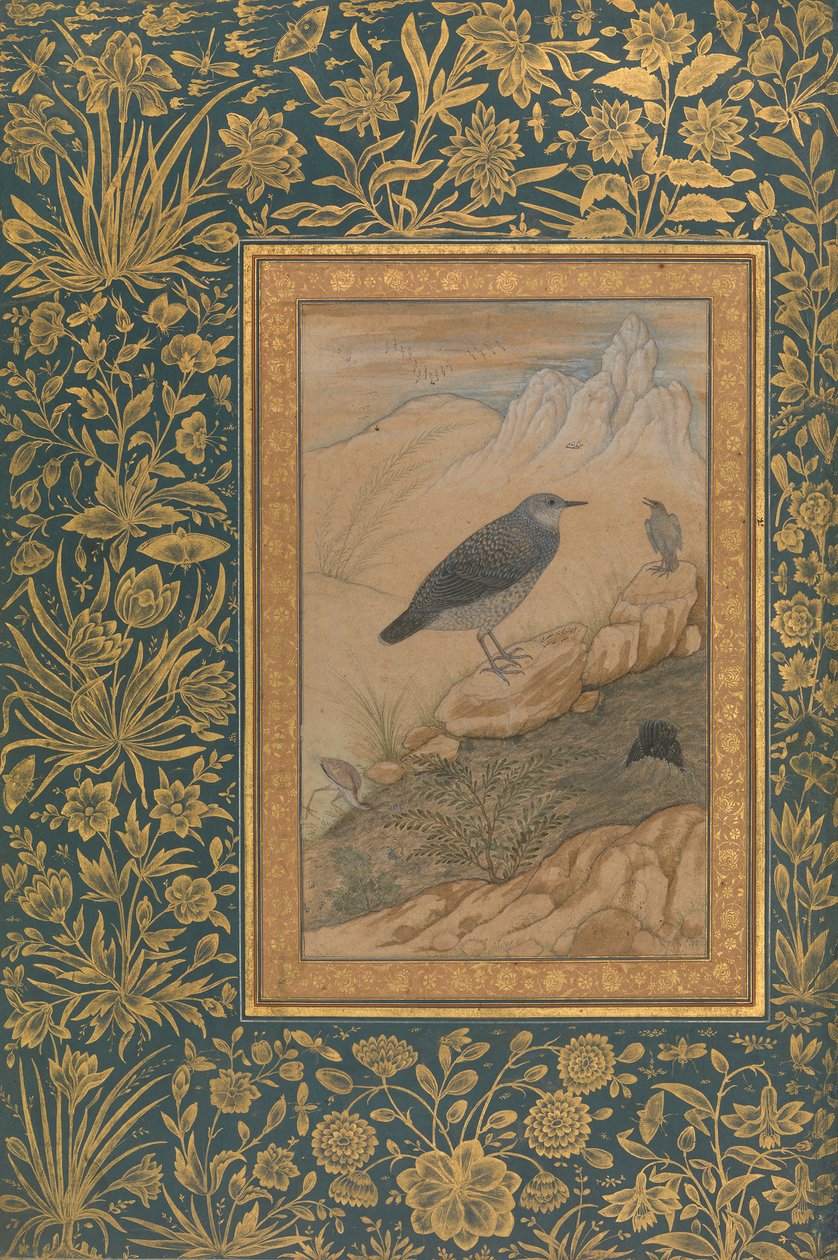Ursa Maior e Outras Aves, Folio do Álbum Shah Jahan, recto: ca. 1610-15. de Mansur