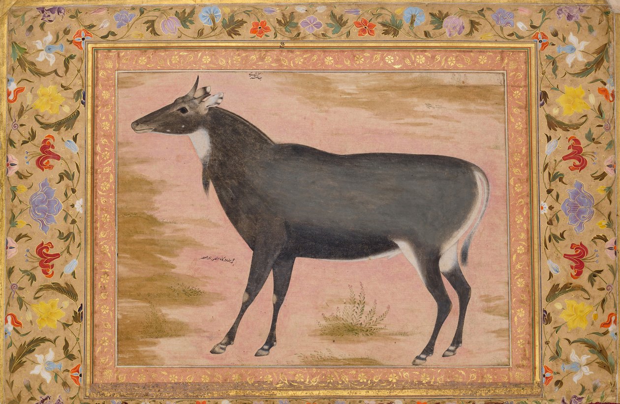 Estudo de um Touro Azul Nilgai, Folio do Álbum Shah Jahan, verso: ca. 1620, recto ca. 1540. de Mansur