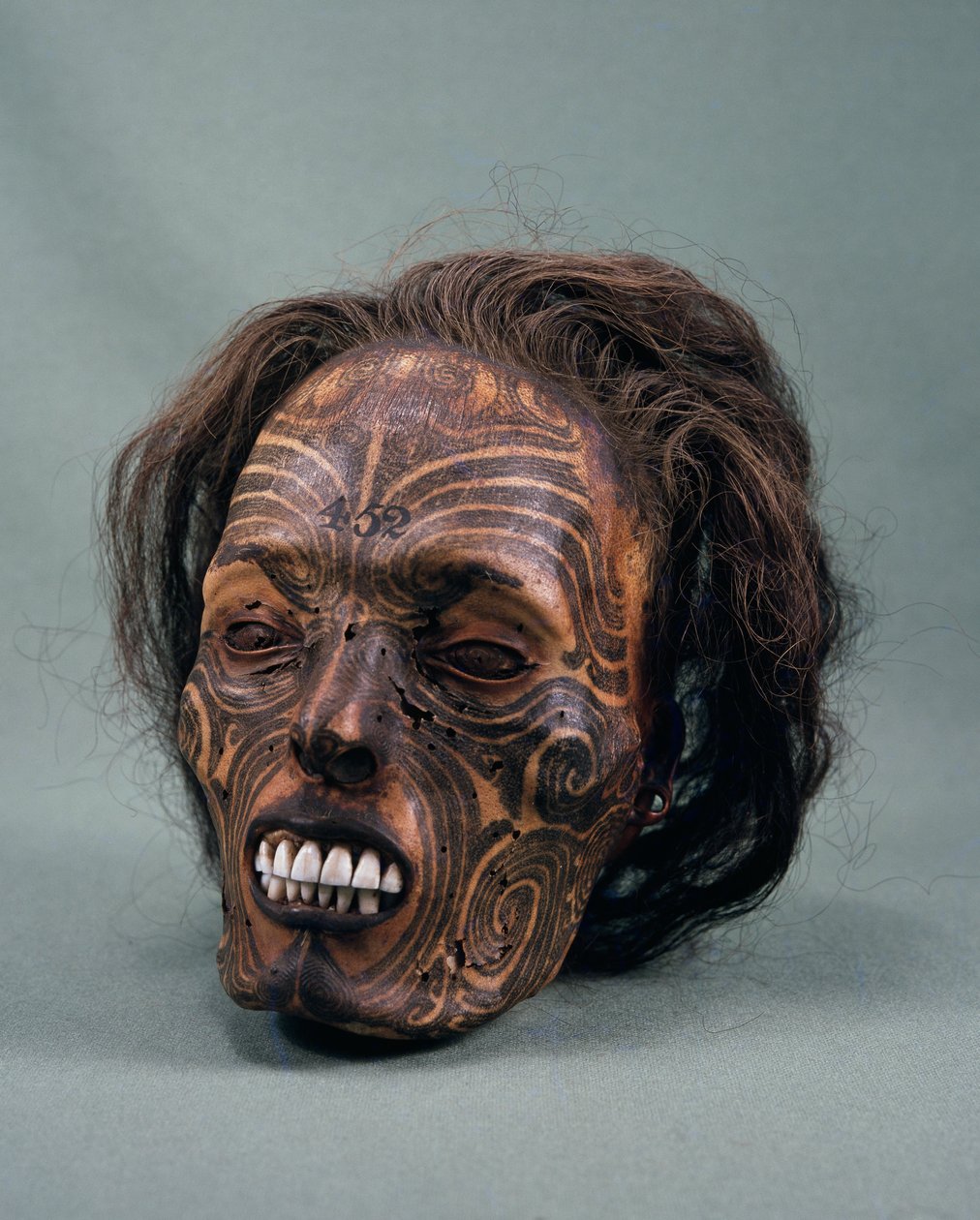 A cabeça do chefe tribal, tatuada e mumificada, civilização Maori de Maori Maori