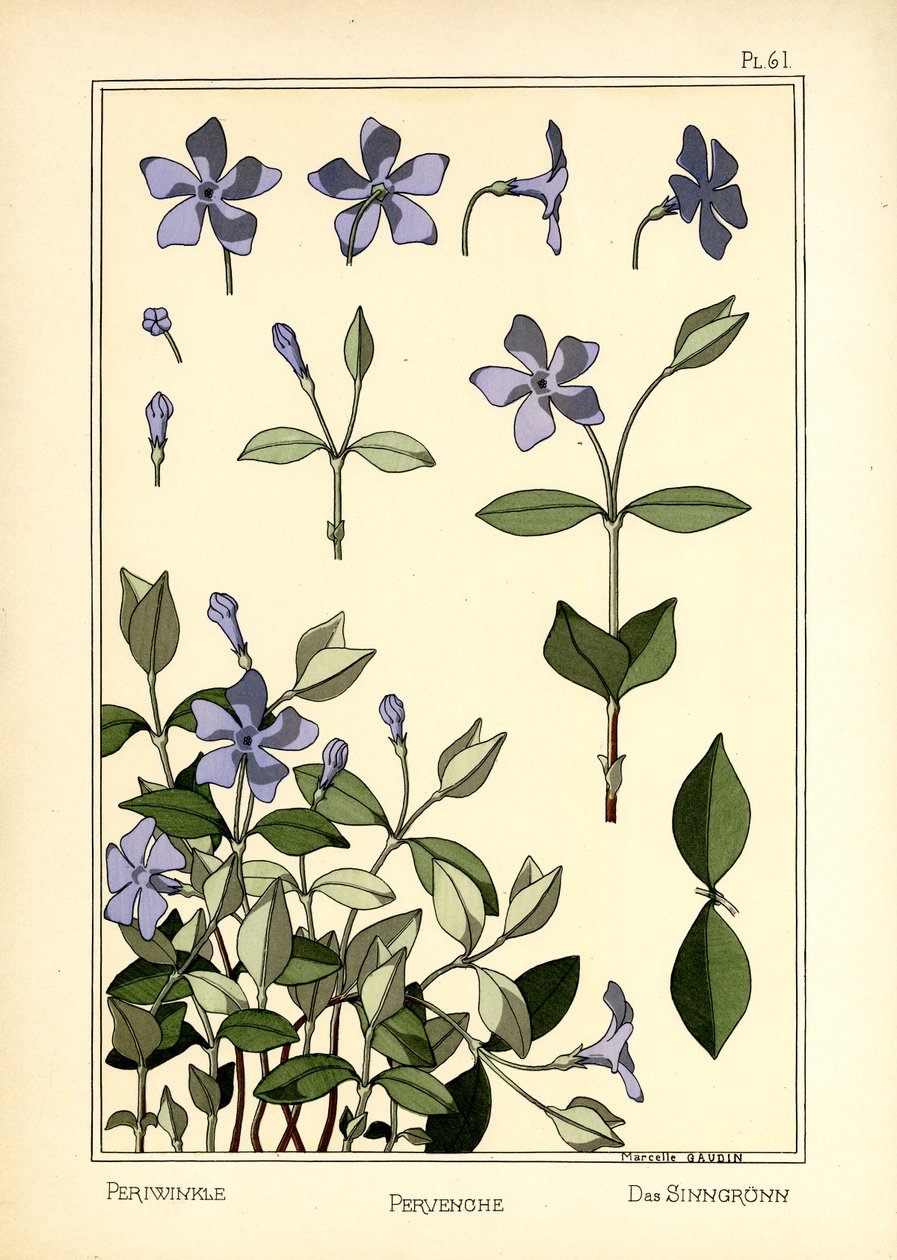 A pervinca de Marcelle Gaudin