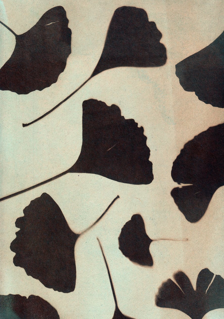 Ginkgo biloba, 2023 (cianótipo, técnica mista) de Marco Campedelli