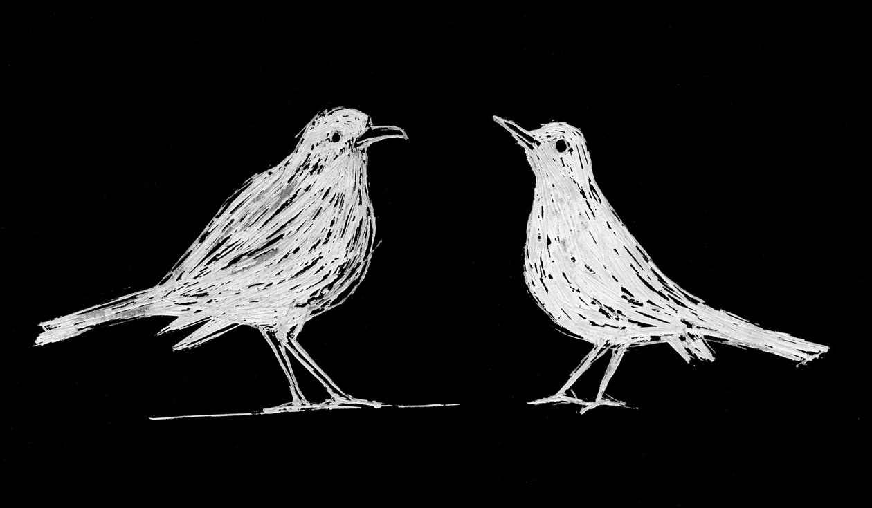 Dois melros brancos, 2017 (scratchboard sobre papel) de Marco Campedelli
